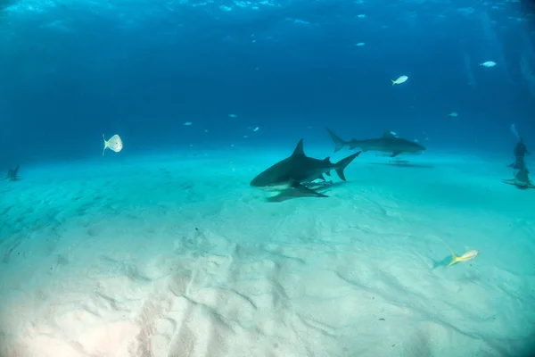 Tiburón toro y tiburón tigre en las Bahamas —  Fotos de Stock
