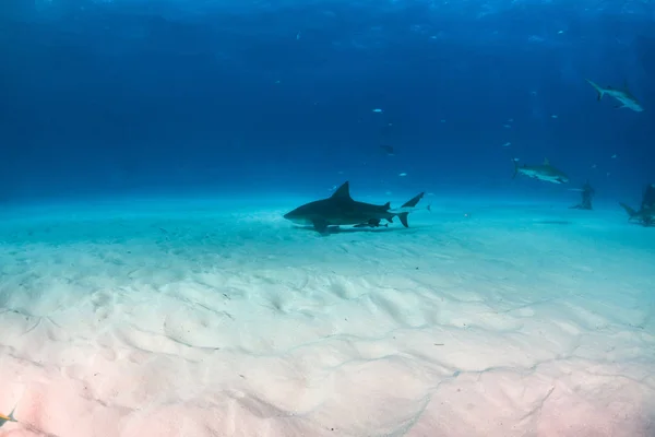 Καρχαρίας ταύρος στις Μπαχάμες — Φωτογραφία Αρχείου