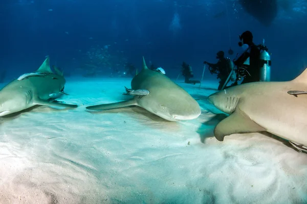 Лимонная акула на Багамах — стоковое фото