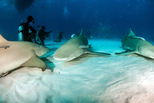 Tiburón limón en las Bahamas —  Fotos de Stock