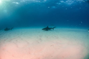 Bahamalar 'da boğa köpekbalığı