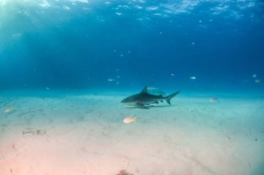 Bahamalar 'da boğa köpekbalığı
