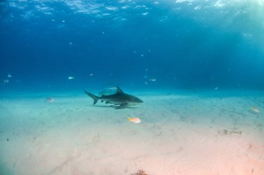 Bahamalar 'da boğa köpekbalığı