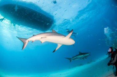 Bahamalar, Karayipler resif köpek balığı