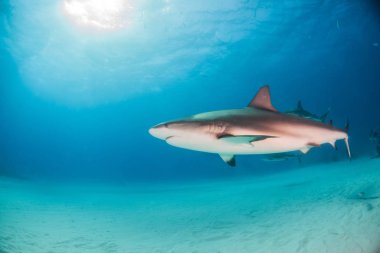 Bahamalar, Karayipler resif köpek balığı