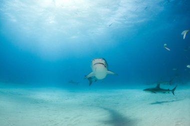 Kaplan köpekbalığı Bahamalar 'da, Tigerbeach' de