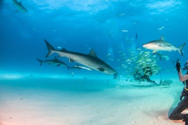 Kaplan köpekbalığı Bahamalar 'da, Tigerbeach' de