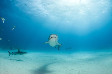 Kaplan köpekbalığı Bahamalar 'da, Tigerbeach' de