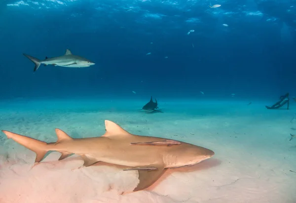 Tiburón limón y tiburones arrecifes del Caribe en las Bahamas —  Fotos de Stock