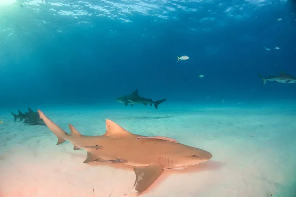 Tiburón limón con un tiburón toro en el fondo en las Bahamas —  Fotos de Stock