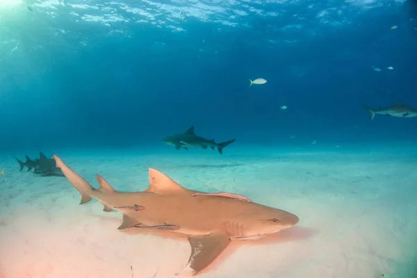 Lemon shark with a bull shark in the background at the Bahamas