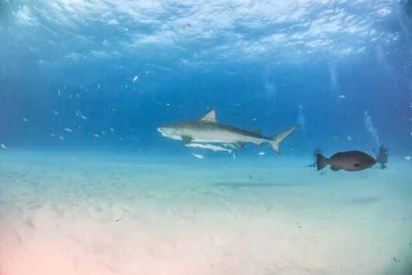 Tiger shark at Tigerbeach, Bahamas — Stock Photo, Image