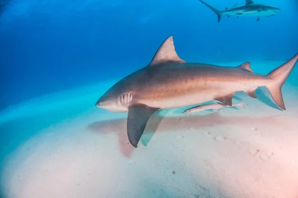 Tiburón toro en las Bahamas —  Fotos de Stock
