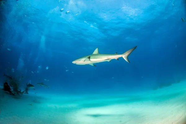 Tiburón arrecife del Caribe en las Bahamas — Foto de Stock