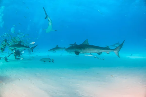 Καρχαρίας τίγρης στην παραλία Τίγρης, Μπαχάμες — Φωτογραφία Αρχείου