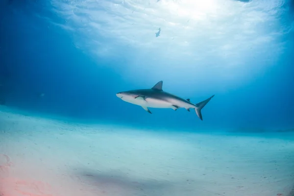 Caribische rifhaai op de Bahamas — Stockfoto