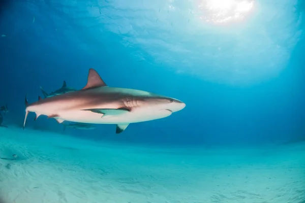 Requin de récif caribéen aux Bahamas — Photo