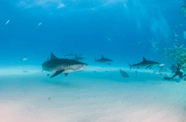 巴哈马提格雷海滩的虎鲨 — 图库照片