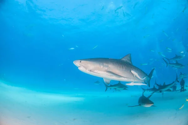 Rekin tygrysi i rekiny rafy w Tigerbeach na Bahamach — Zdjęcie stockowe