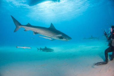 Kaplan köpekbalığı Bahamalar 'da, Tigerbeach' de