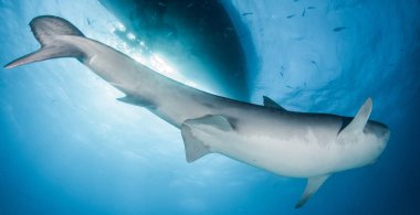 Kaplan köpekbalığı Bahamalar 'da, Tigerbeach' de