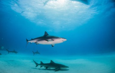 Bahamalar 'da limon köpekbalığı ve Karayip resif köpekbalıkları.