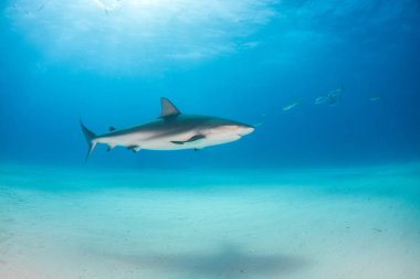 Bahamalar, Karayipler resif köpek balığı