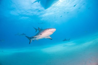 Bahamalar, Karayipler resif köpek balığı