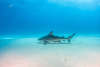 Bahamalar 'da boğa köpekbalığı