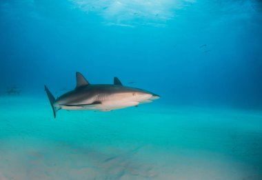 Bahamalar, Karayipler resif köpek balığı