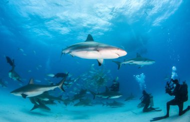 Bahamalar, Karayipler resif köpek balığı