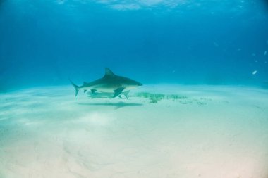 Bahamalar 'da boğa köpekbalığı