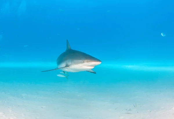 Caribbean reef shark, Bahama-szigetek — Stock Fotó