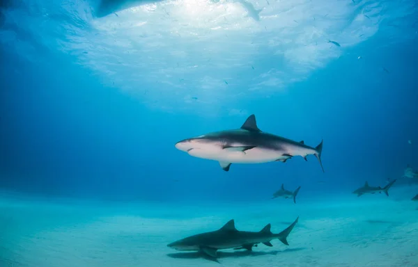 Tiburón limón y tiburones arrecifes del Caribe en las Bahamas —  Fotos de Stock