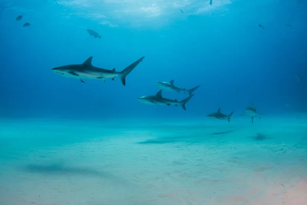 在巴哈马的加勒比珊瑚礁鲨鱼 — 图库照片