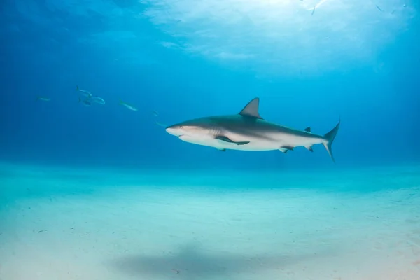 Tiburón arrecife del Caribe en las Bahamas —  Fotos de Stock