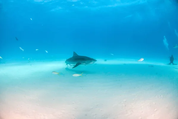 Tijgerhaai op Tigerbeach, Bahama 's — Stockfoto