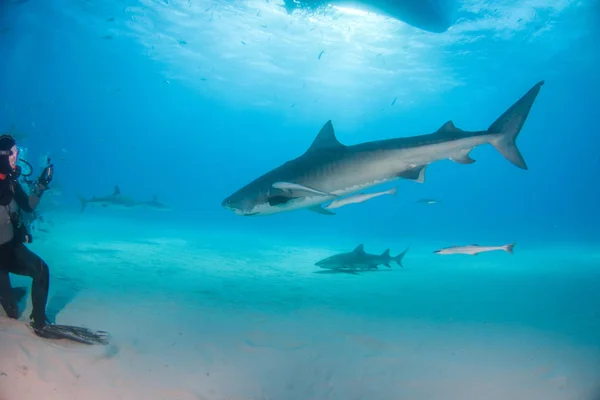 Tubarão tigre em Tigerbeach, Bahamas — Fotografia de Stock