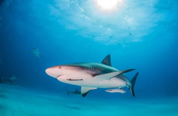 Caribbean reef shark, Bahama-szigetek — Stock Fotó