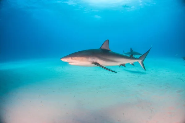 Caribbean reef shark, Bahama-szigetek — Stock Fotó