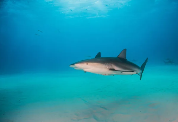 Καραϊβικής reef καρχαρίας στις Μπαχάμες — Φωτογραφία Αρχείου