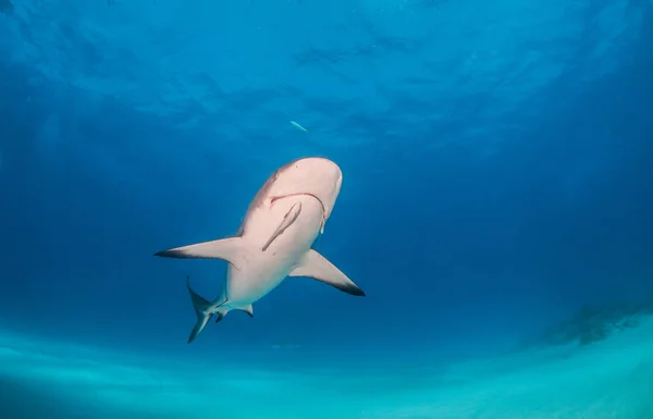 Caribbean reef shark at the Bahamas — Stock Photo, Image