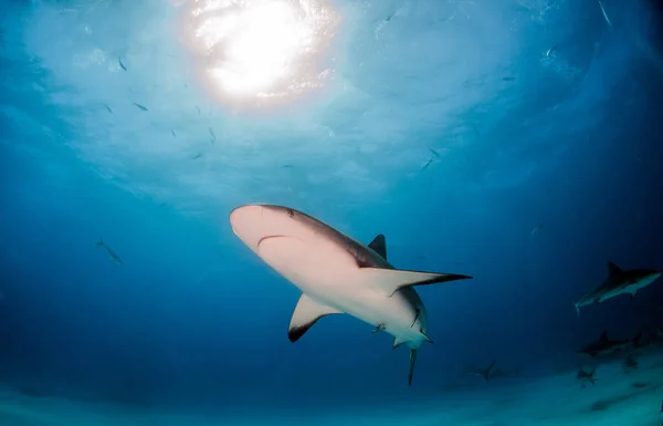 Карибская рифовая акула на Багамах — стоковое фото