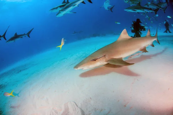 Tiburón limón en las Bahamas —  Fotos de Stock