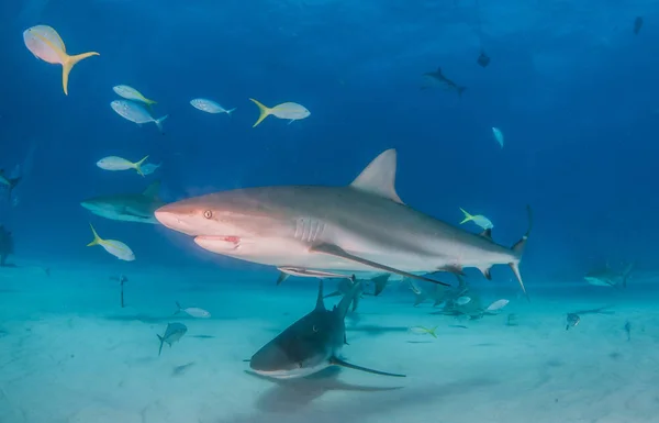 Tiburón arrecife del Caribe en las Bahamas —  Fotos de Stock