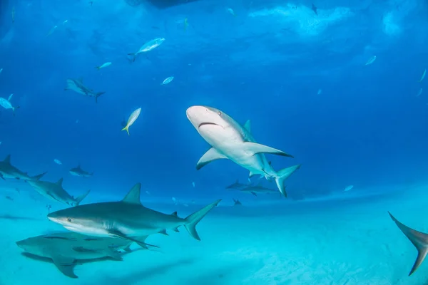 Καραϊβικής reef καρχαρίας στις Μπαχάμες — Φωτογραφία Αρχείου