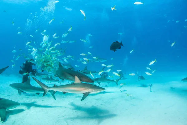 Nurse shark and caribbean reef sharks at the Bahamas