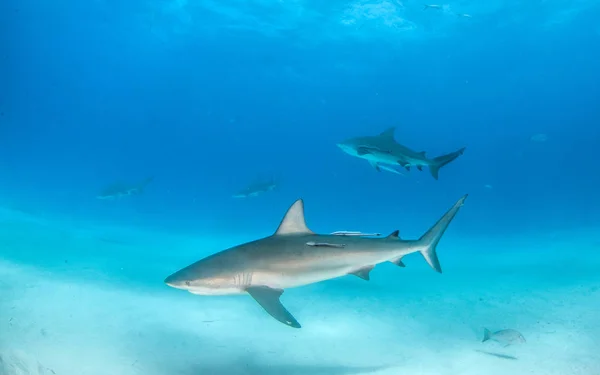 Tiburón arrecife del Caribe en las Bahamas — Foto de Stock