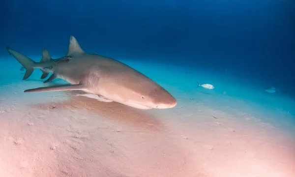 Lemon shark at the Bahamas — Stock Photo, Image