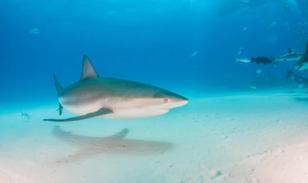 Tiburón arrecife del Caribe en las Bahamas —  Fotos de Stock